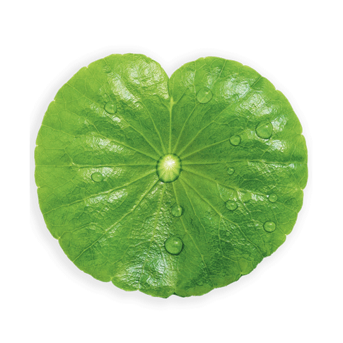 Icono Centella Asiática